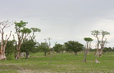 Etosha - Sprokieswoud